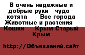 В очень надежные и добрые руки - чудо - котята!!! - Все города Животные и растения » Кошки   . Крым,Старый Крым